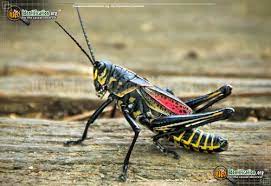 According to wild florida : Horse Lubber Grasshopper Taeniopoda Eques