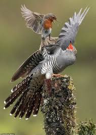 Pin By Maria Cristina Moreno On Bird Beautiful Birds Rare Birds Animals Beautiful
