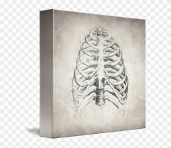 Download in under 30 seconds. Rib Cage By Inna Ivanova Lungs And Rib Cage Drawing Clipart 5338232 Pikpng