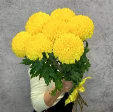 Букет из 7 желтых хризантем – купить с бесплатной доставкой в Москве