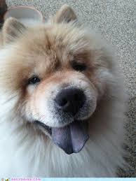 Reader Squee Chow Chow Chow Chow Dogs Chow Chow Dogs