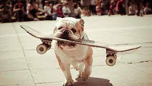bull dog skateboard bouledogue anglais bulldog anglais chiots bouledogues