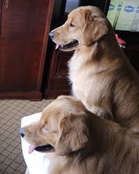 Greengate Goldens Golden Retrievers South Carolina