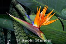 Image result for Strelitziaceae