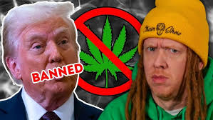 Importance of Universities in Cannabis R&D