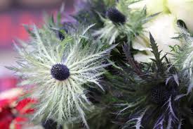 Dominican republic flowers by type. Ecuador Leads China Flower Imports Dazzles Visitors At 21st Hortiflorexpo In Shanghai Produce Report
