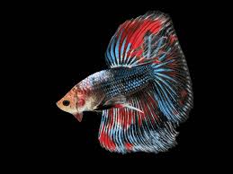 Pink to yellow body with dark stripes level: Best Betta Fish Tank Mates What Companions Are Compatible Keeping Exotic Pets