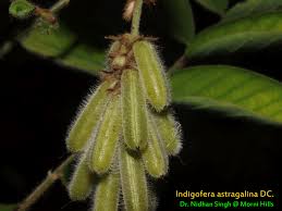 Image result for Indigofera astragalina