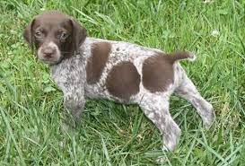 We decided that as soon as we were married, one of the first things we were going to do was to purchase a dog. Pointer Puppies Pets And Animals For Sale Michigan