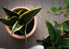 Image result for Sansevieria nilotica