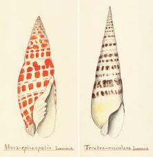 Home of matty in the morning, kiss 108 jingle ball and kiss concert! In Order To Study Conchology Andrew Garrett 1823 1887 And His 1859 Expedition To The Kingsmill Islands Kiribati