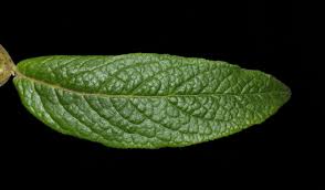 Image result for Stilbaceae