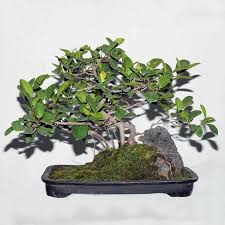 Ficus Or Chinese Banyan Bonsai Tree On The Rock Shoppersbd