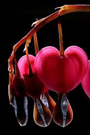 Bleeding Hearts Afternoon Light Bleeding Hearts Bleeding Heart Beautiful Gardens