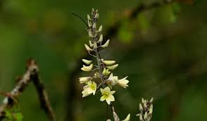 Image result for Fadogia arenicola