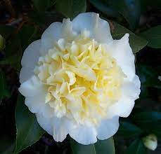 Brushfield S Yellow Camellia Flower Beautiful Flowers Macro Photography Flowers
