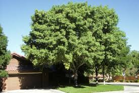 Image result for Fraxinus velutina