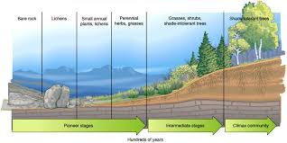 Lesson 7 Primary And Secondary Succession Learn With Kassia