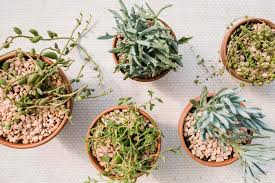 Image result for Senecio letouzeyanus