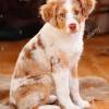 Browse thru our id verified puppy for sale listings to find your perfect puppy in your area. 1