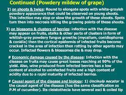 We did not find results for: Powdery Mildew Of Grape Prezentaciya Onlajn