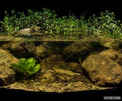 Biotope Aquarium Upper Reaches Of The Brisbane River Ipswich Queensland Australia In 2020 Biotope Aquarium Nature Aquarium Aquarium Driftwood