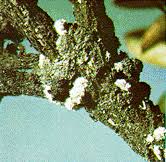 We did not find results for: Pests Of Azalea Nc State Extension Publications