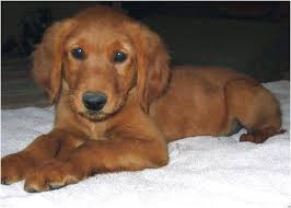 But are all equally adorable. Dark Red Golden Retriever Puppies For Sale