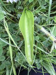 Image result for Ophioglossum vulgatum