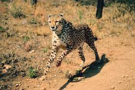 Top 10 Biggest Cats Earth Rangers Wild Wire Blog Big Cats Save Animals Cat Species