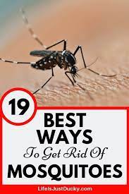 19 Best Ways To Get Rid Of Mosquitoes Naturally Kill Mosquitos Mosquito Mosquito Spray