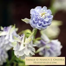 Image result for Aquilegia vulgaris Tower Mix