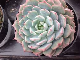 Image result for Humularia minima