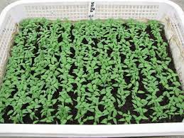 These plants need heat to germinate after the plants are transplanted outdoors, they prefer warm soil. How To Start Eggplant Seeds Indoors Garden Eco