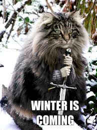 Norwegian forest cat mix gender: Norwegian Forest Cat Kittens For Sale Adoptapet Com