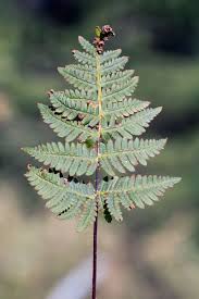 Image result for Aleuritopteris