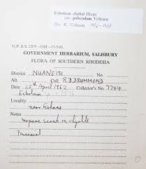 Image result for Ecbolium clarkei