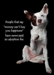 Good for you, checking out a rescue dog quote board. Broward Acc Has Officially Become A No Kill Community Dog Quotes I Love Dogs Dog Love