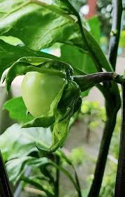 Image result for Solanum macrocarpon