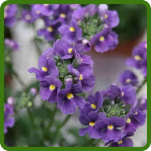 Image result for Nemesia zimbabwensis