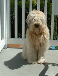 Soft Coated Wheaten Terrier Great For Allergies Easy To Train Due To It S High Intelligence Great With Children Get To Be About 35 Perros Mascotas Perruno