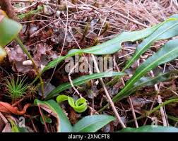 Image result for Elaphoglossum acrostichoides