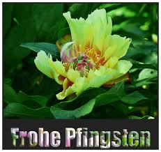 Frohe pfingsten lustig schöne blumen frühlingsdekoration pfingsten bilder frohe. Frohe Pfingsten Foto Bild Spezial Pfingstgrusse Bilder Auf Fotocommunity