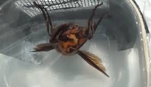 Make a meme make a gif make a chart 2020 in a nutshell. Best Giant Asian Hornet Gifs Gfycat