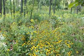 Check spelling or type a new query. Greenacres Landscaping With Native Plants Great Lakes Us Epa
