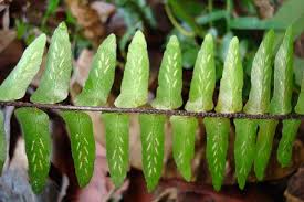 Image result for Asplenium simii