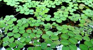 Salvinia minima is still widely available in the water garden trade, either as a sale item or a contaminant. Amazon Com Hot Sale Water Spangles Salvinia Minima Live Aquarium Aquatic Floating 10 Plants Garden Outdoor