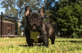 It was the home of snoopy and all his siblings, and his parents, until they were sold to owners. Exotic Bully What Is It Opinions From Breeders In The Bully Community