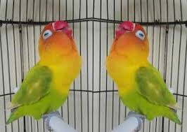 Lovebird merupakan salah satu jenis burung kicau yang memiliki keanekaragaman warna bulu sangat banyak dan suara kicaunya sangat khas. Kumpulan Jenis Dan Warna Burung Lovebird Terbaik Dan Termahal Mastimon Com