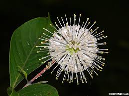 Image result for Cephalanthus